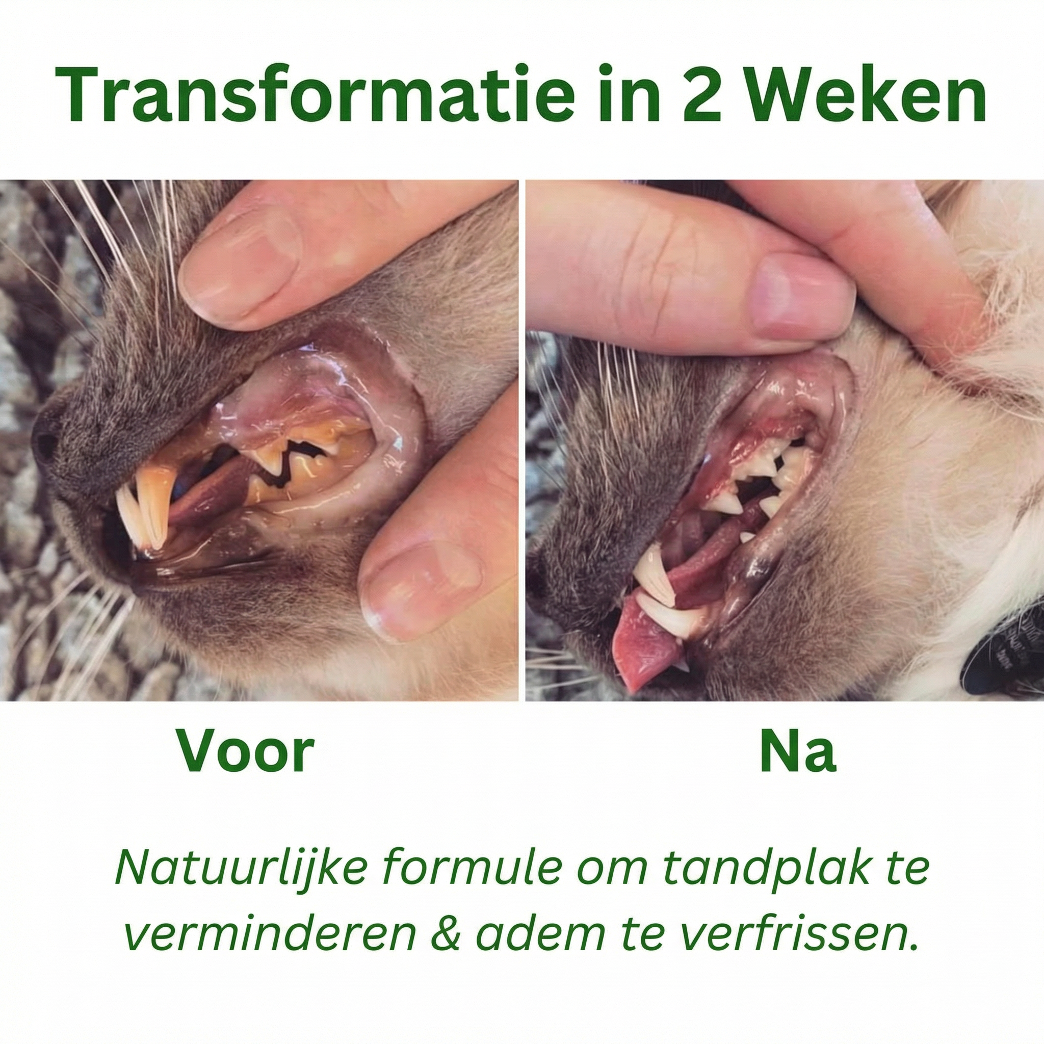 Pootjes Paradijs™ - Dental Powder